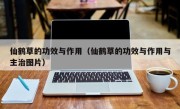 仙鹤草的功效与作用（仙鹤草的功效与作用与主治图片）