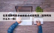 名贵宠物鸭散步被掳差点成老鸭煲（宠物鸭有什么不一样）