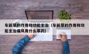 车前草的作用和功能主治（车前草的作用和功能主治痛风用什么草药）