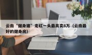 云南“健身猪”走红一头最高卖8万（云南最好的健身房）